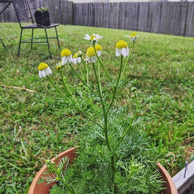 Growing Chamomile in a pot