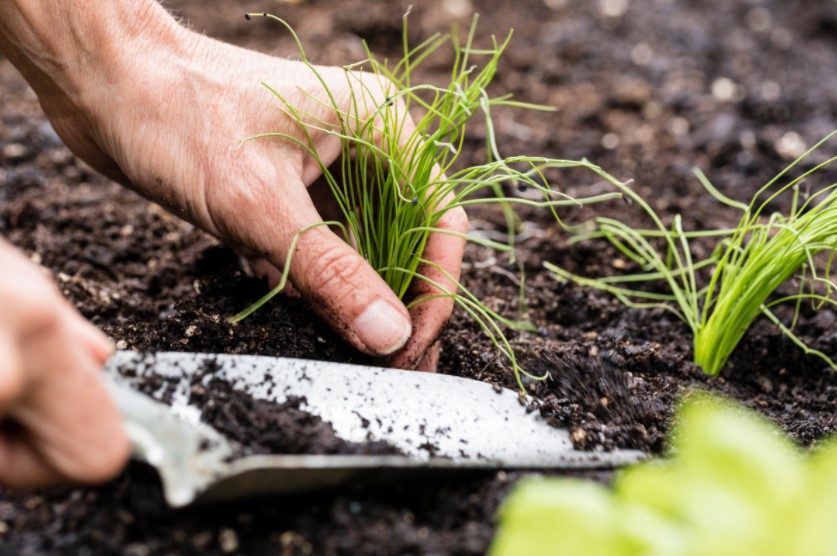 How to Plant Chives